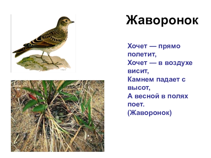 Где живет жаворонок. Перелетные птицы Кировской. Перелетные птицы Кировской области. Жаворонки перелетные птицы. Птицы Кировской области.