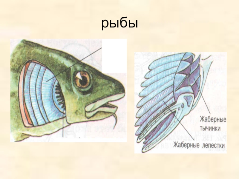 Жабры у рыбы рисунок