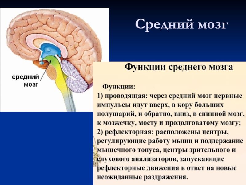 Задний отдел мозга включает. Строение и функции среднего мозга. Расположение, строение и функции среднего мозга.. Структура головного мозг средний мозг. Средний мозг строение и функции кратко.