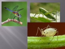 Презентация к уроку окружающего мира на тему Кто такие насекомые?