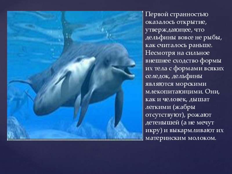 Дельфины слова текст