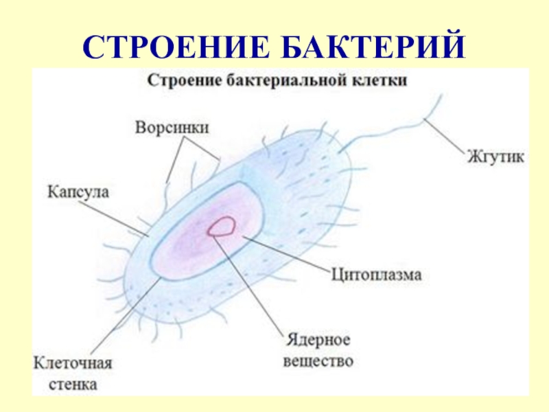 Схема бактерии 5 класс биология