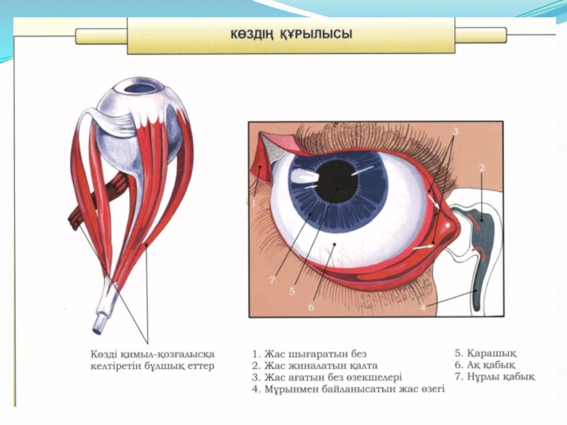 Көз құрылысы презентация