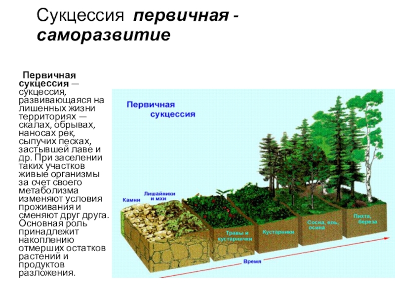 Причины смены сообществ схема