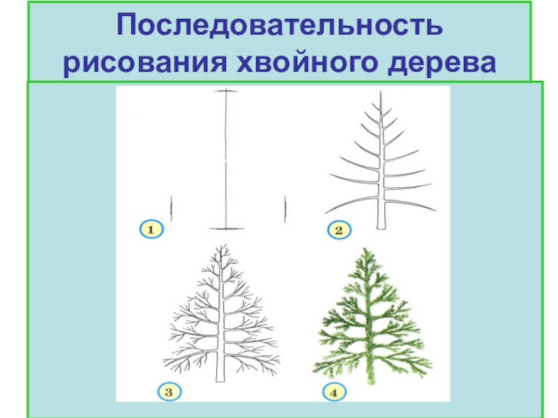Хвойное дерево рисунок. Педагогический рисунок хвойного дерева. Динамическая таблица последовательность рисования дерева. Как нарисовать хвою. Как быстро нарисовать хвойное дерево.