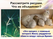 Презентация к уроку биологии в 6 классе на тему Бесполое размножение