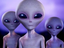 Насекомые, птицы, рыбы, звери