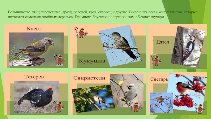 Большинство птиц перелетные: дрозд, соловей, грач, скворец и другие. В хвойных лесах живут клесты, которые питаются семенами