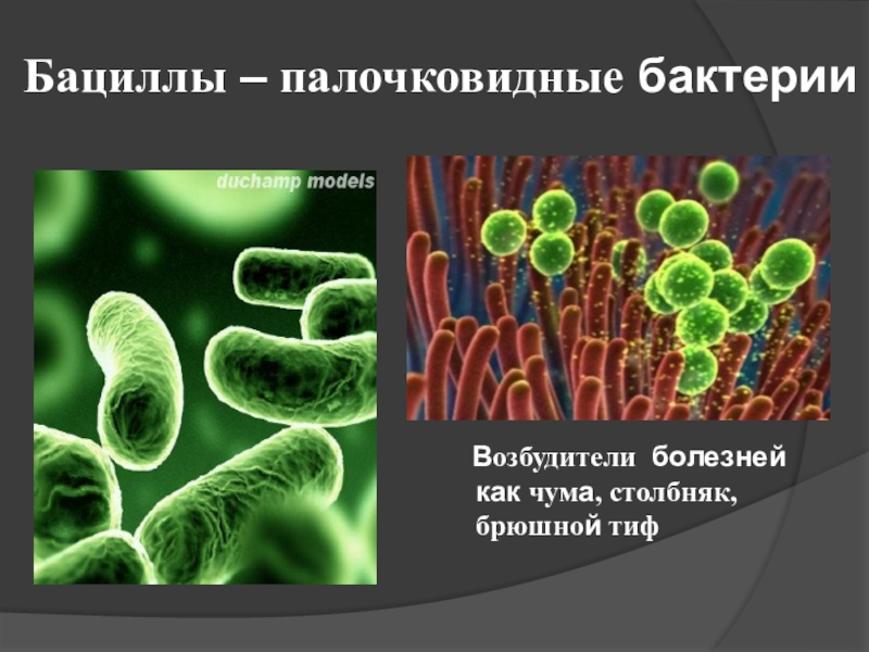 Бактериальное заболевание 5 класс. Палочковидные бактерии возбудители. Палочковидными (бациллы, клостридии). Бациллы бактерии заболевания бактериальные. Заболевания вызванные палочковидными бактериями.