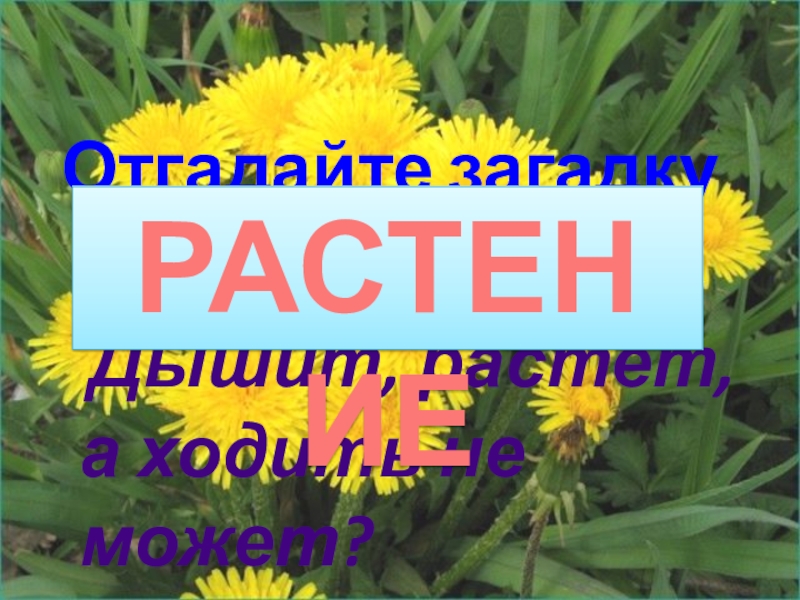 Отгадайте загадку		Дышит, растет, а ходить не может?РАСТЕНИЕ