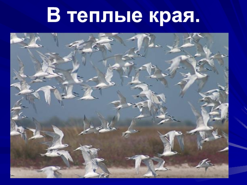 Какие птицы улетают в теплые края. Перелётные птицы ултают на юг. Осень журавлиный клин. Перелётные птицы журавлиный клин. Какие птицы улетают на юг.