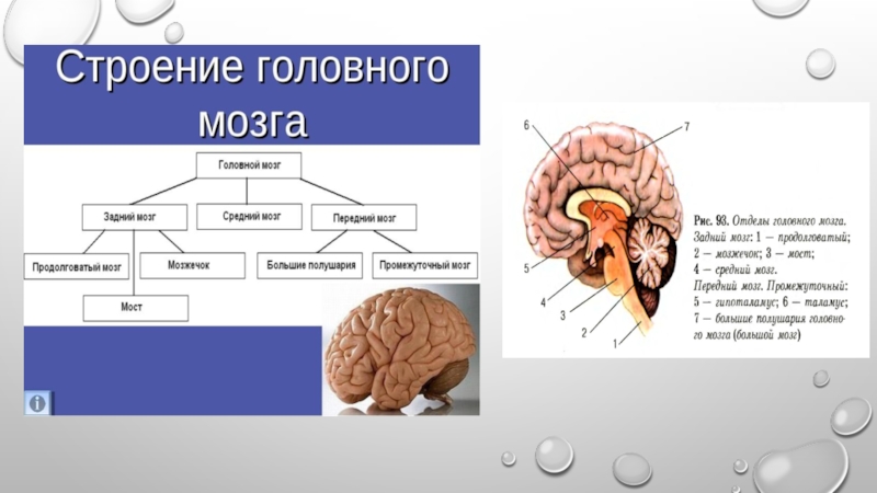 Схема головной мозг задний средний передний