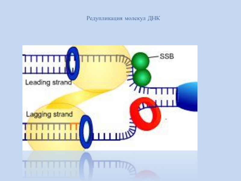 Редупликация днк последовательность. Редупликация ДНК. Редупликация молекул ДНК. Редупликация молекулы. Редупликация это в генетике.