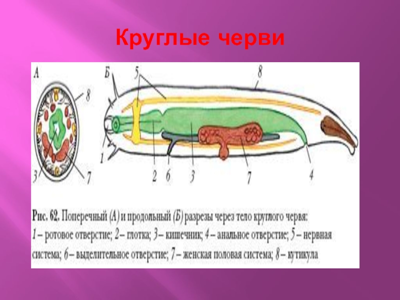 Нервная система круглых червей. Поперечный разрез тела круглого червя. Нервная система круглого червя. Продольный разрез тела круглого червя. Продольный и поперечный разрезы тела круглого червя.