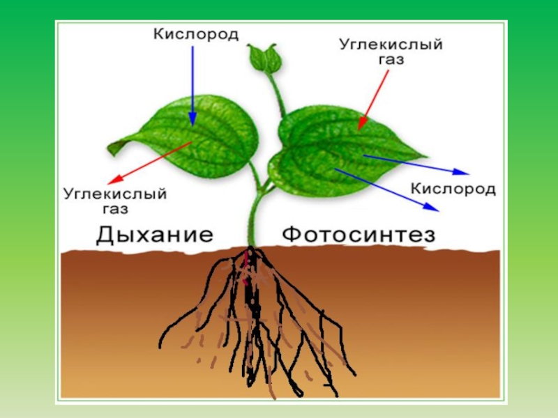 Схема фотосинтеза 6 класс биология