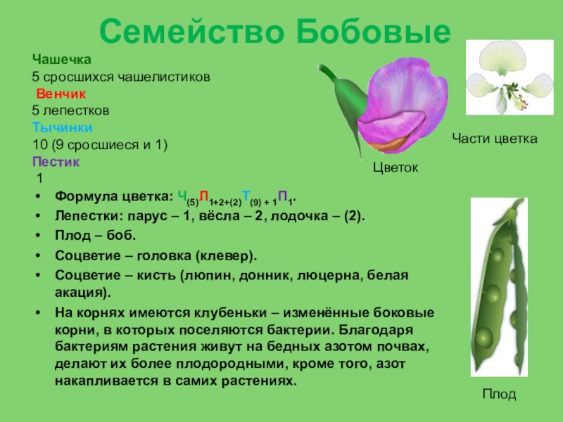 Чашелистики у двудольных. Формула цветка семейства бобовые. Семейство бобовые формула цветка ч 5 л 1 + 2 +. Формула цветка бобовых растений. Семейство Мотыльковые бобовые формула.