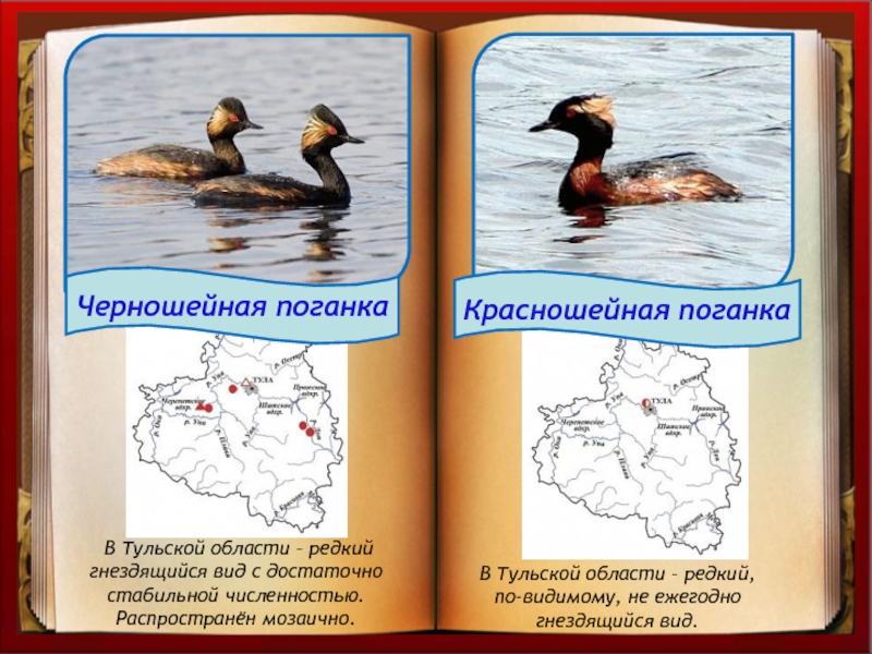 Красная книга тульской области животные и растения фото и описание
