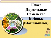 Презентация по биологии на тему семейство бобовые