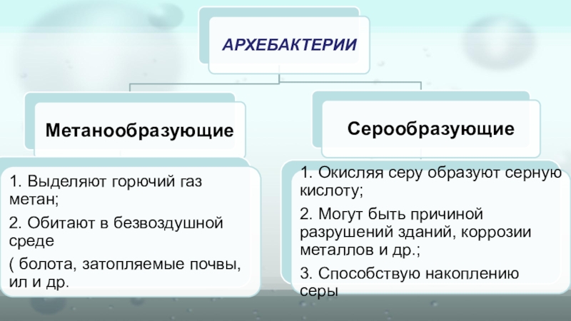 Архебактерии 7 класс презентация