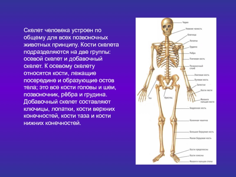 Ткань скелета человека. Кости скелета строение скелета 8 класс биология. Скелет человека осевой скелет презентация 8. Строение скелет кости человека биология 8 класс. Схема строения скелета человека 8 класс биология.