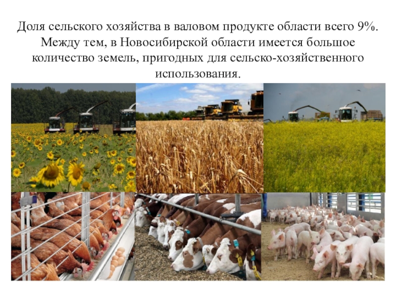 Проект сельского хозяйства - 95 фото