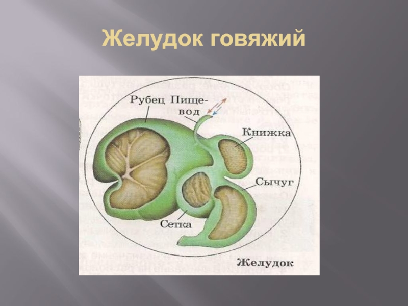 Рубец желудок. Говяжий желудок строение. Желудок говяжий говяжий желудок. Структура желудка говяжьего. Строение телячьего желудка.