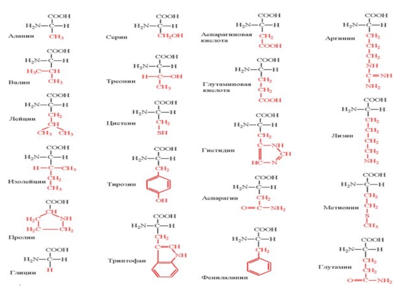 Состав радикалов аминокислот. 20 Протеиногенных аминокислот таблица. 20 Важнейших Альфа аминокислот. Формула соединения аминокислот. 20 Альфа аминокислот формулы.