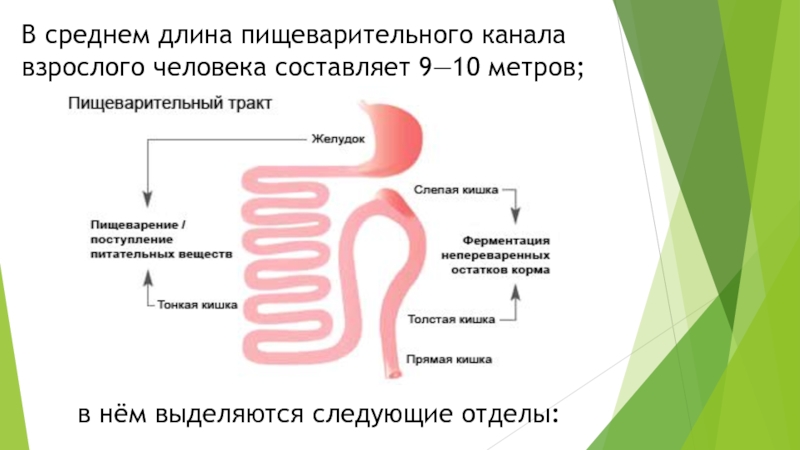 Слепую кишку относят к пищеварительному каналу