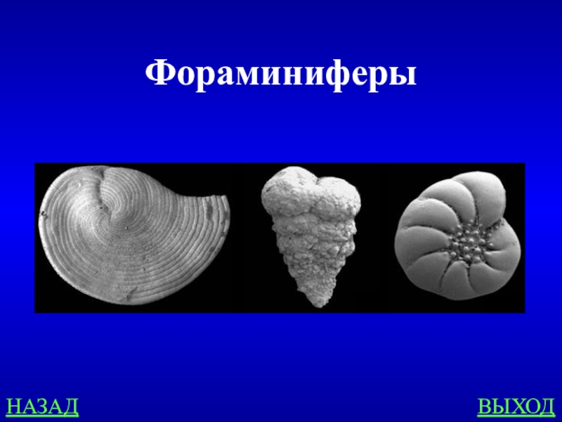 фораминифера к какой группе относится. фораминиферы относятся. отряд фораминиферы биология. раковинные корненожки. фораминифера к какой группе относится.