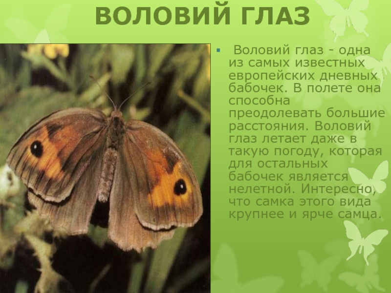 ВОЛОВИЙ ГЛАЗ Воловий глаз - одна из самых известных европейских дневных бабочек. В полете она способна преодолевать