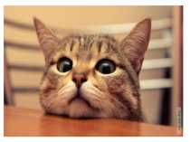 Презентация к УМК Английский для малышей под редакцией Н.А. Бонк на тему: Лексика урок №18 Мн. число существительных