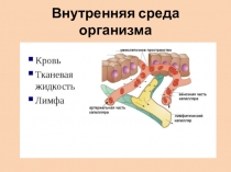 Презентация по теме Внутренняя среда организма