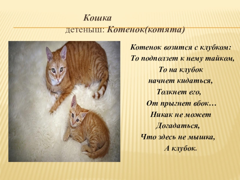 Презентация про котят