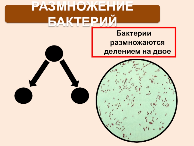 Бактерии размножаются. Разнообразие бактерий 5 класс. Многообразные бактерии. Разнообразие и размножение бактерий.. Строение и многообразие бактерий 5 класс.