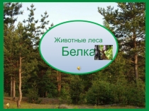 Презентация по биологии на тему Белка (7 класс)