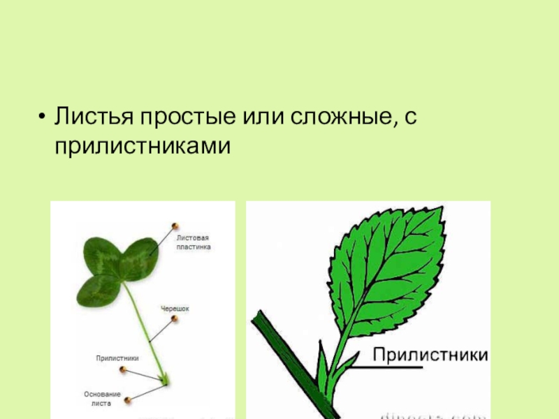 На листе будете. Лист земляники с прилистниками. Листья с прилистниками. Черешок прилистники сложные листья. Листья сложные с прилистниками.