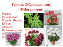 Внеурочная проектная деятельность :Аптека на подоконнике