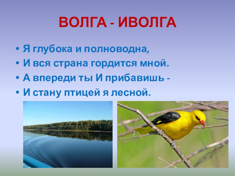 Иволги падеж. Я Глубока и полноводна и вся Страна гордится. Доклад про Иволгу. Иволга птица описание. Загадка про Иволгу.