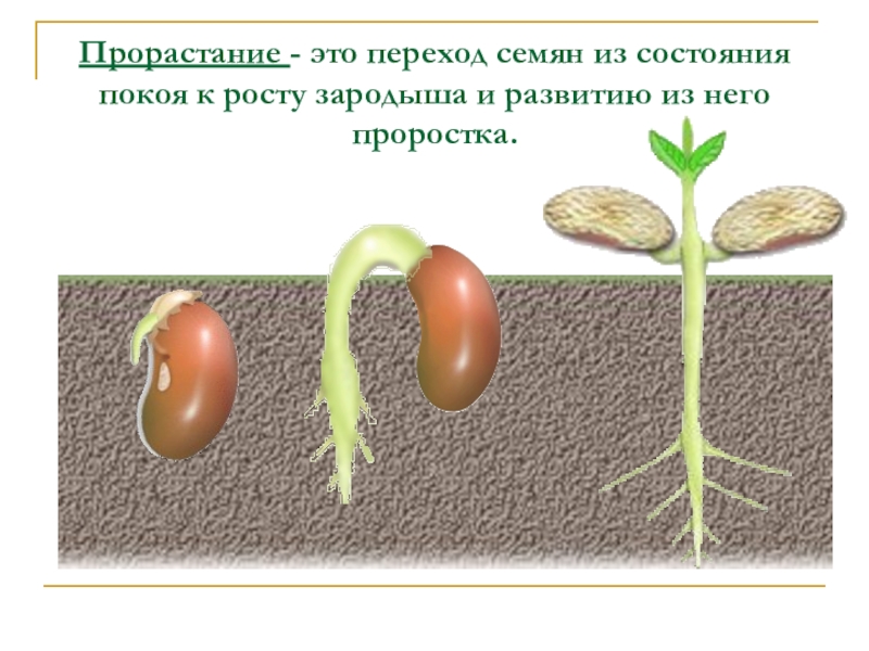 Развитие растений презентация