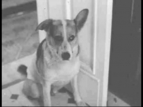 Презентация к уроку по повести М.Булгакова Собачье сердце