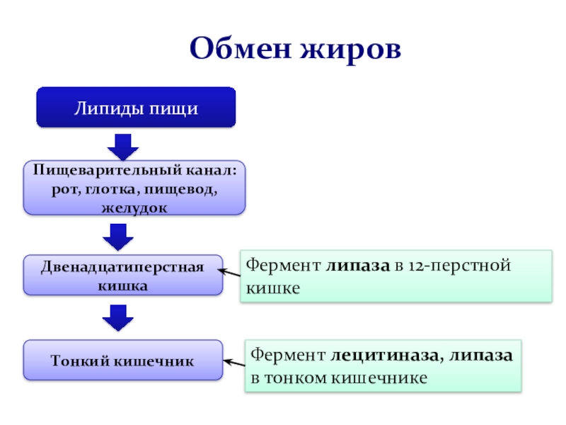 Обмен жиров схема 8 класс