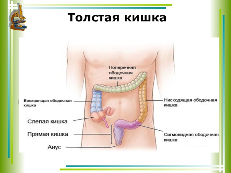 Толстый и тонкий кишечник презентация