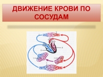 Урок по биологии Движение крови по сосудам