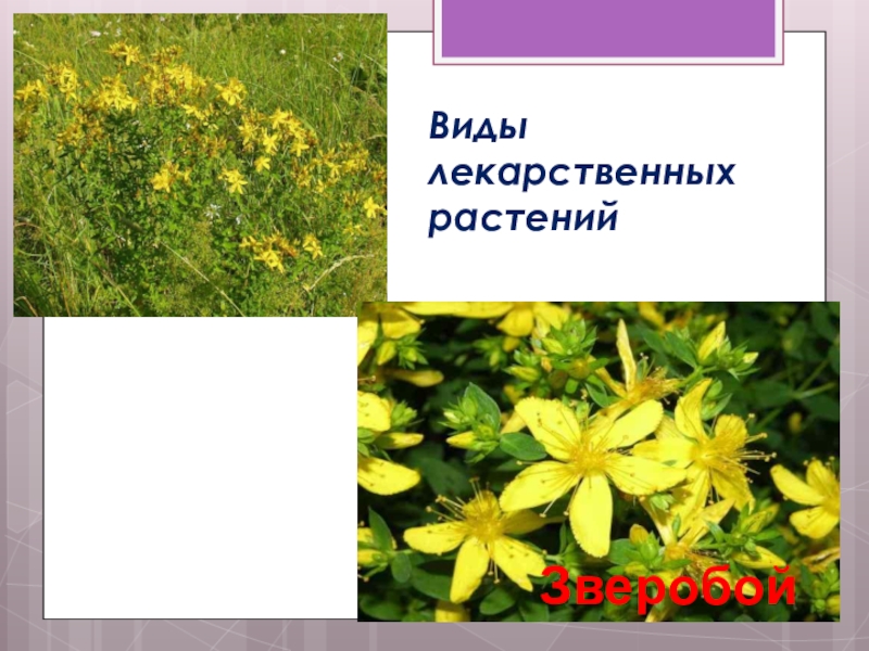 Родные растения. Несколько растений родного края. Растения родного края Архангельской области. Несколько растений нашего родного края. Интересные растения родного края.