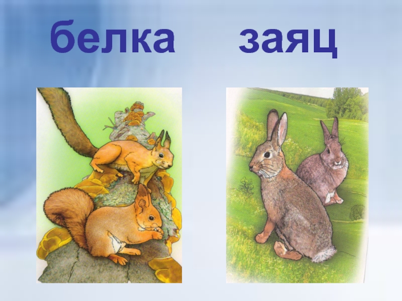 Белки зайки. Белка и заяц. Рисунок белки и зайца. Сказка: белка и заяц. Зайка и Бельчонок рисунки.