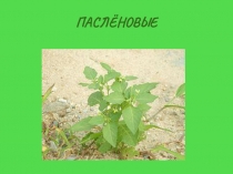 Презентация по биологии на тему Семейство паслёновые
