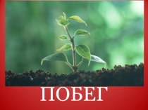 Презентация по биологии Побег