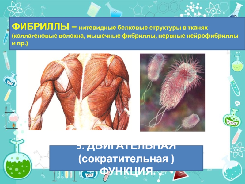 фибриллы это. фибриллы это. структура эластических волокон. фибриллы это. фибриллы функции.