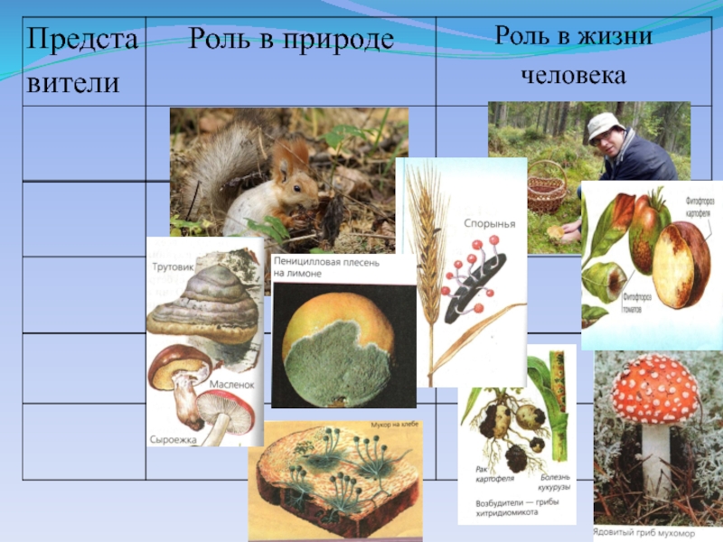 Сообщение значение грибов в природе. Разнообразие грибов в природе. Биологическое разнообразие грибов. Роль грибов в природе. Роль грибов в природе и жизни человека.