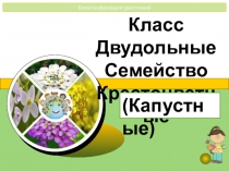 Презентация к уроку по теме Класс Двудольные Семейство Крестоцветные (биология 6 класс ФГОС)
